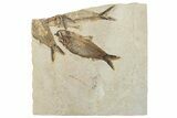 Plate of Three Fossil Fish (Knightia) - Wyoming #295634-1